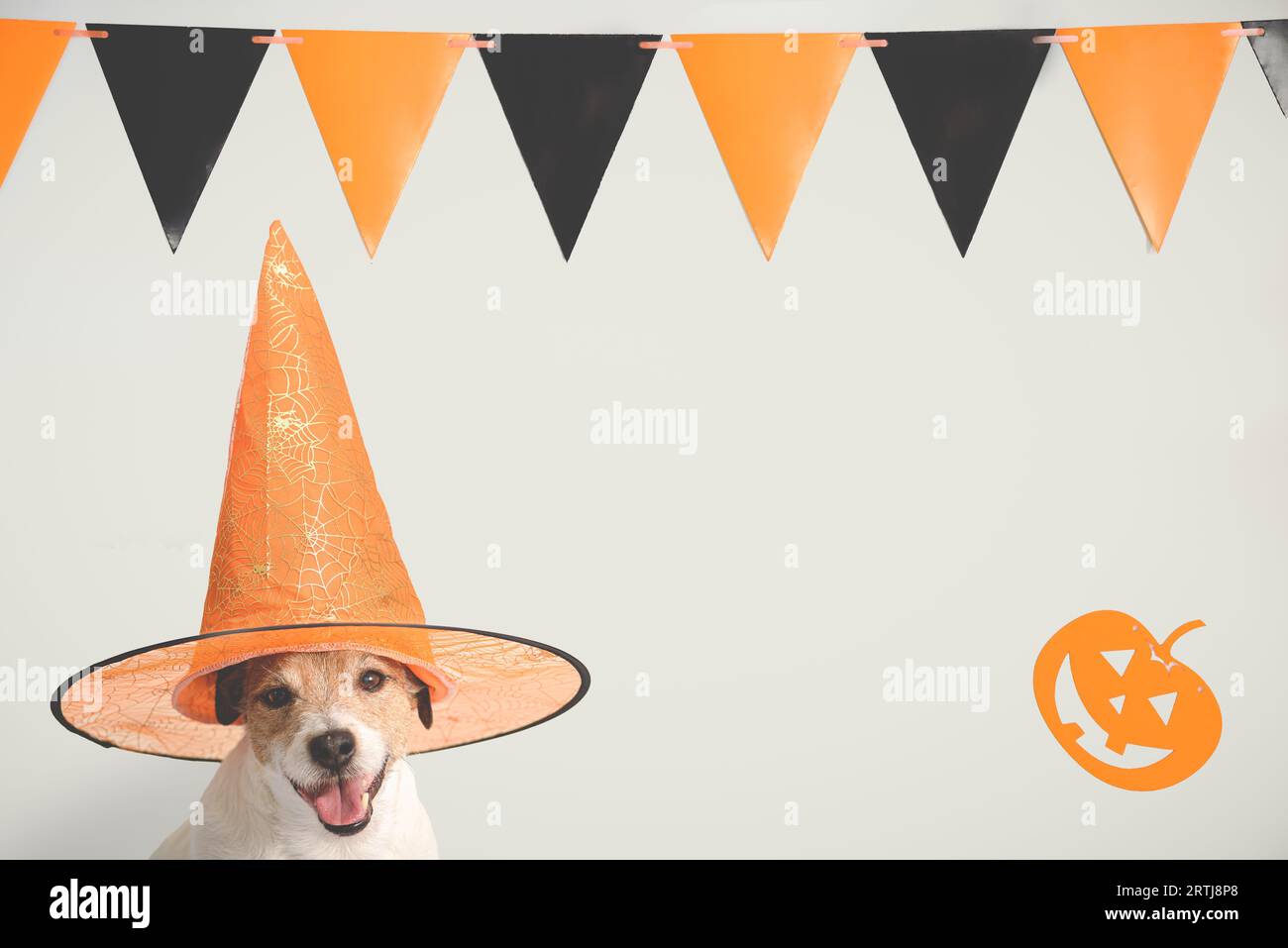 Sfondo Hallowen con cane che indossa un cappello da strega arancione davanti al muro decorato per Halloween con ghirlanda e zucca Foto Stock