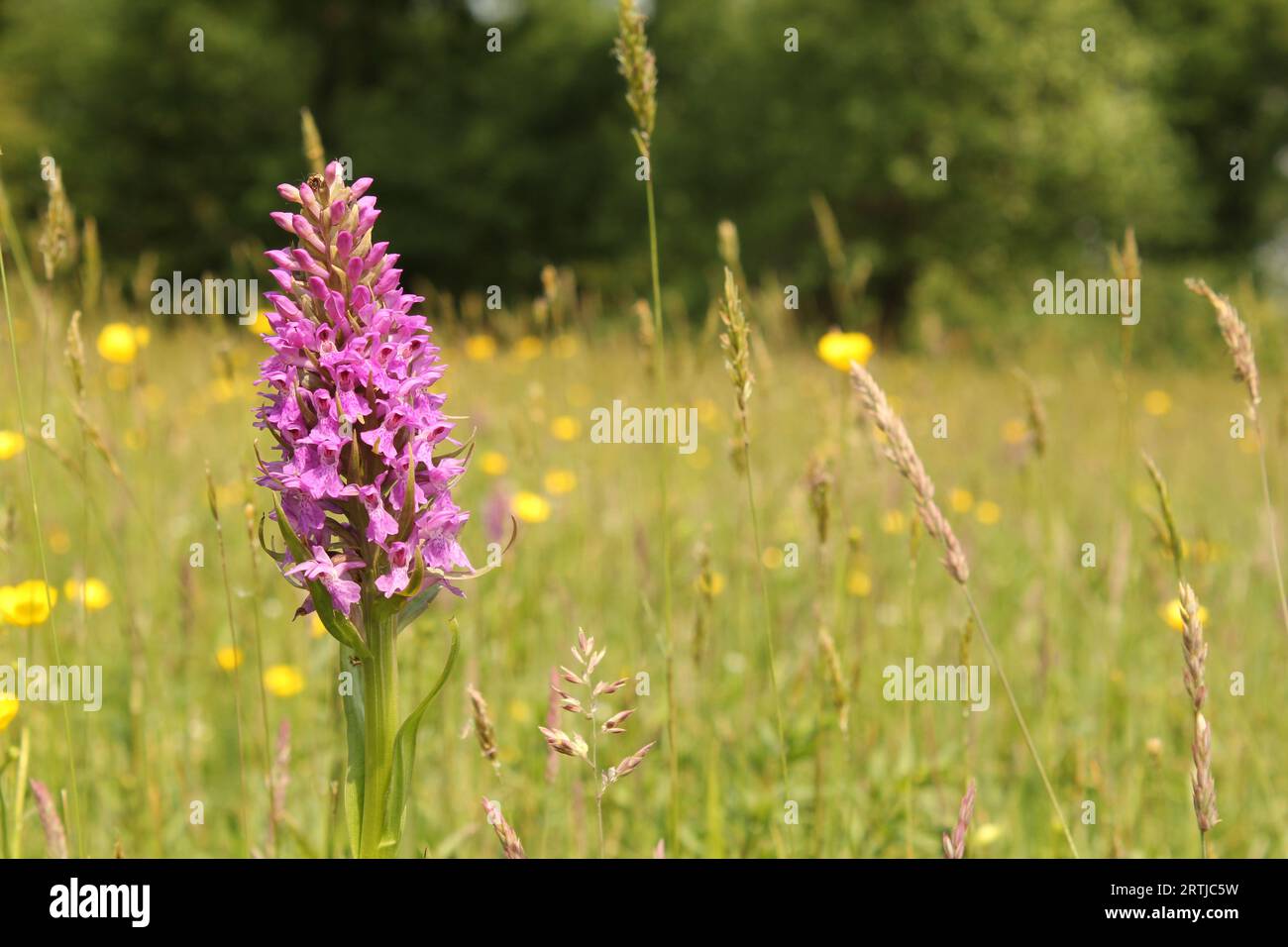 In primavera, in un prato erboso in Olanda, una bellissima piccola orchidea di palude leopardo Foto Stock