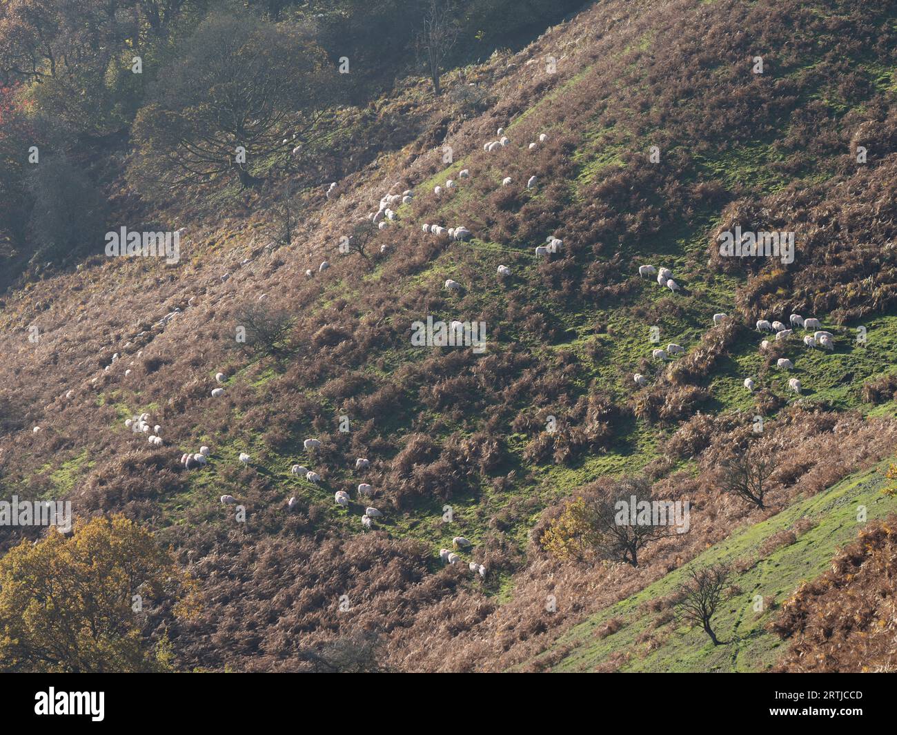 La vista dal sentiero per Ashlet, che è una collina sul lato orientale del Long Mynd, Church Stretton, Shropshire, Inghilterra. Foto Stock