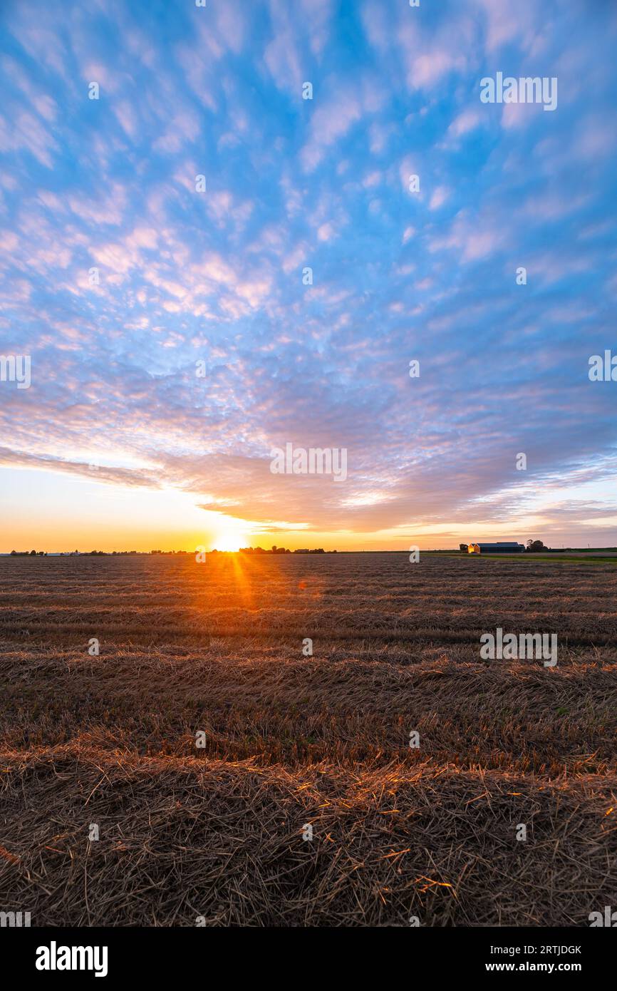 Le nuvole di pecore di Altocumulus sono splendidamente colorate mentre il sole tramonta sulla campagna. Foto Stock