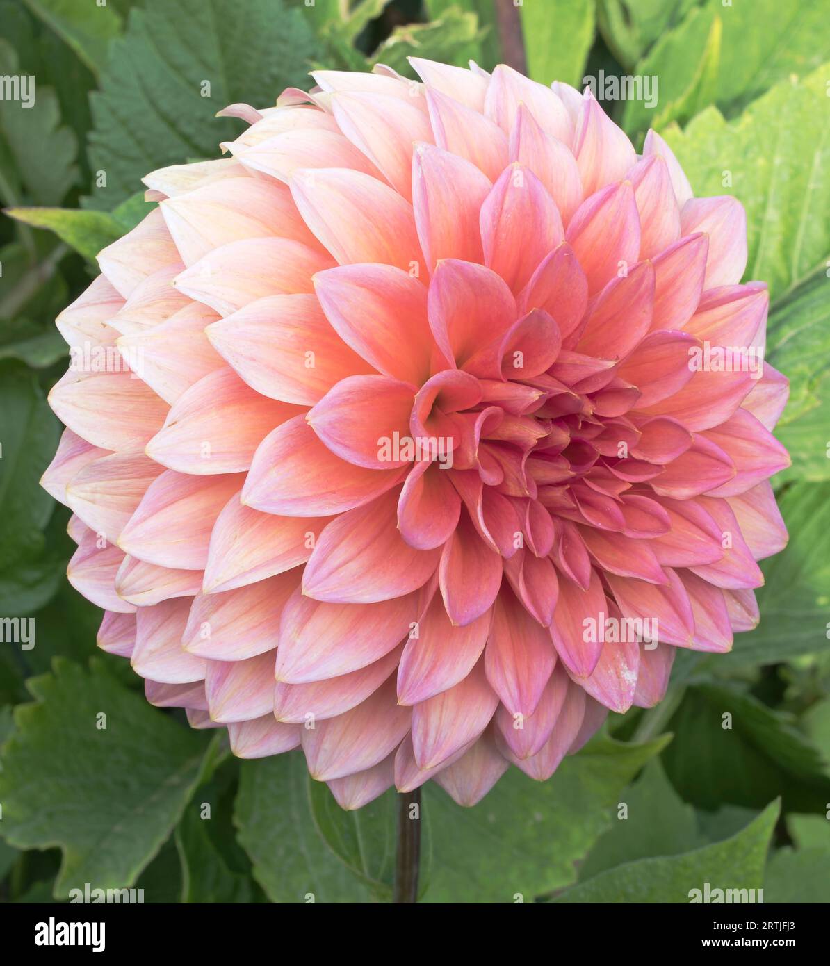 Dahlia, Medium Decorative, Hillcrest Kismet Foto Stock
