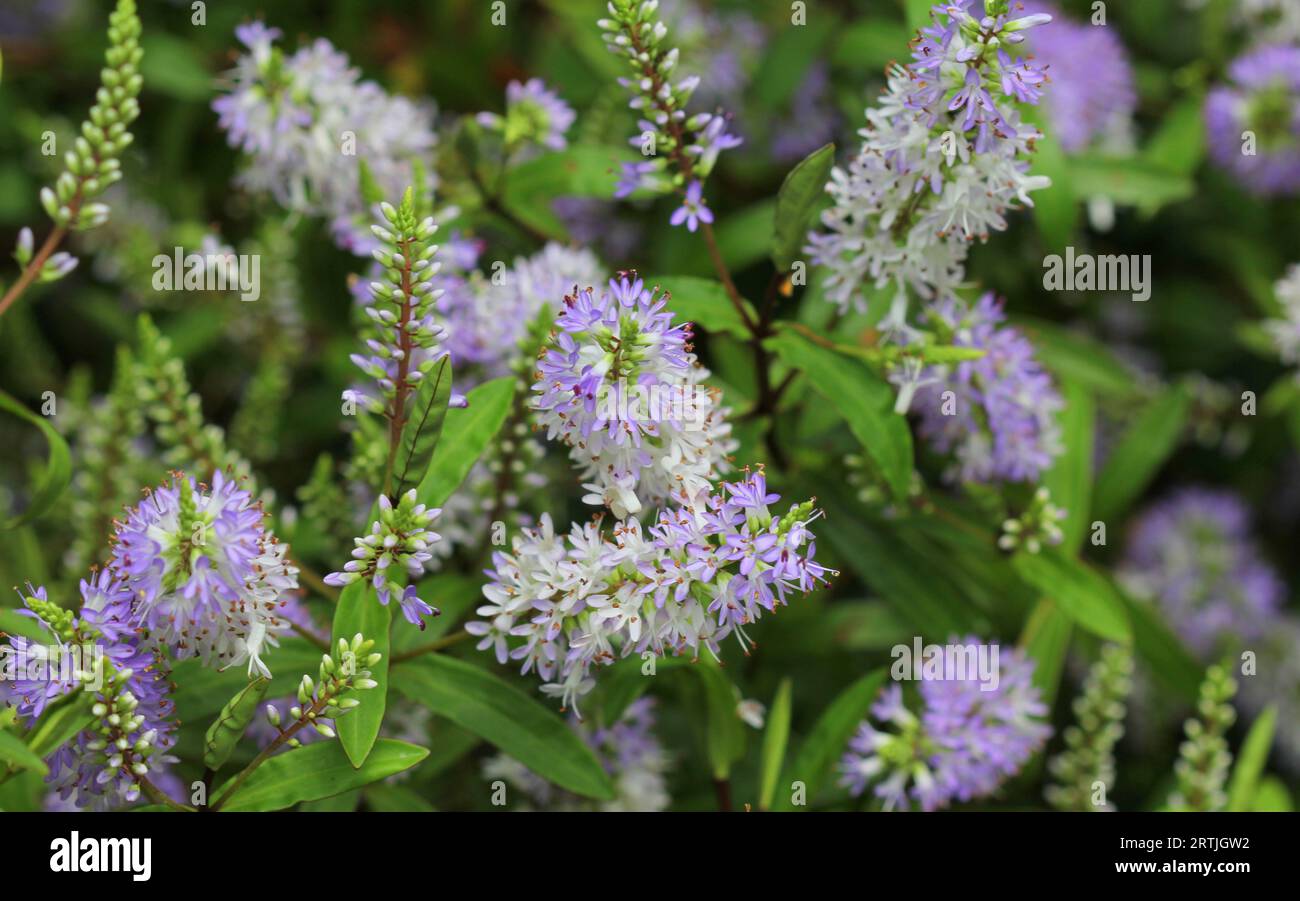 Lilla e fiori bianchi dell'Ebe Foto Stock