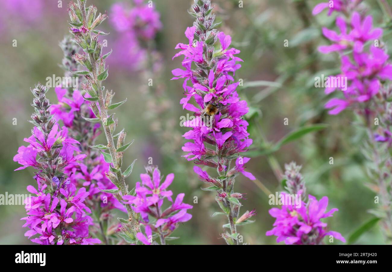 Primi piani di fiori di Loosestrife viola Foto Stock