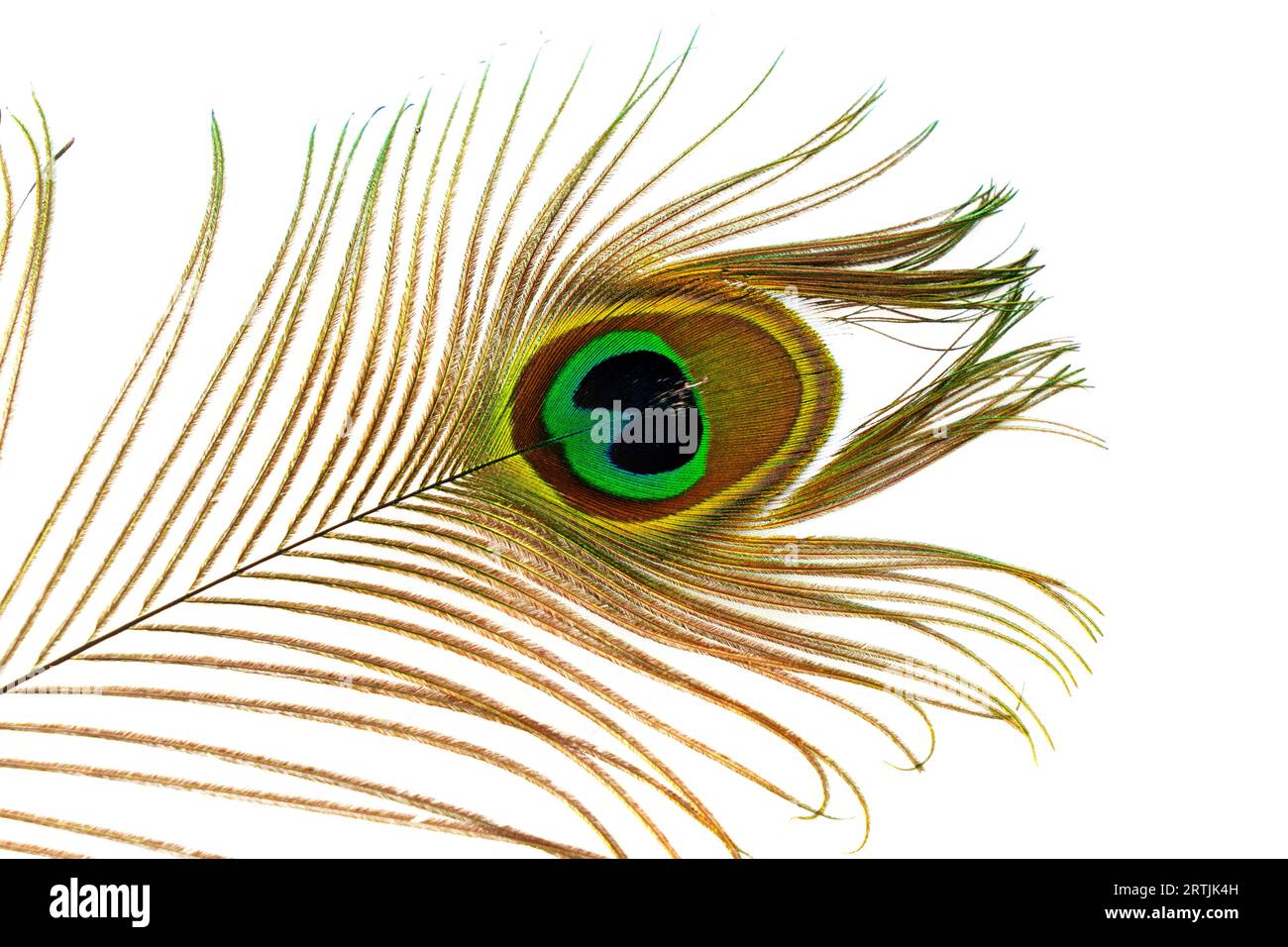 piuma peacock su sfondo bianco, stringi. Foto Stock