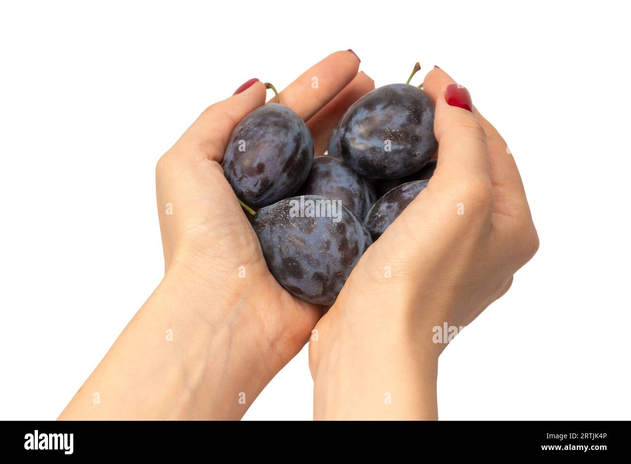 Saporite prugne in mani femminili con smalto rosso isolato su sfondo bianco. Foto Stock