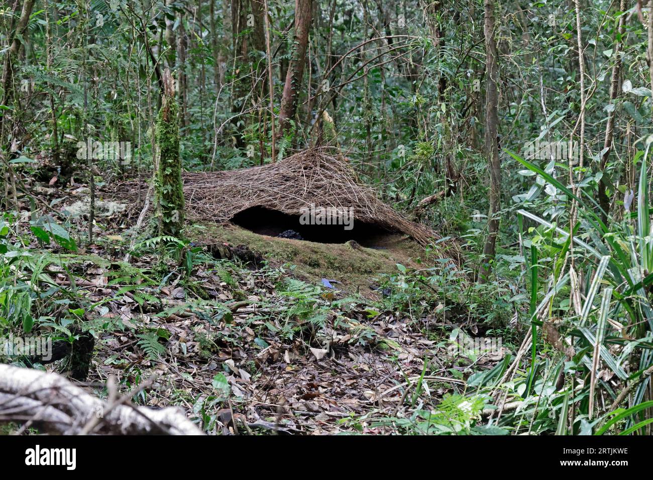 Un Bower del Vogelkop Bowerbird West Papua Indonesia Foto Stock