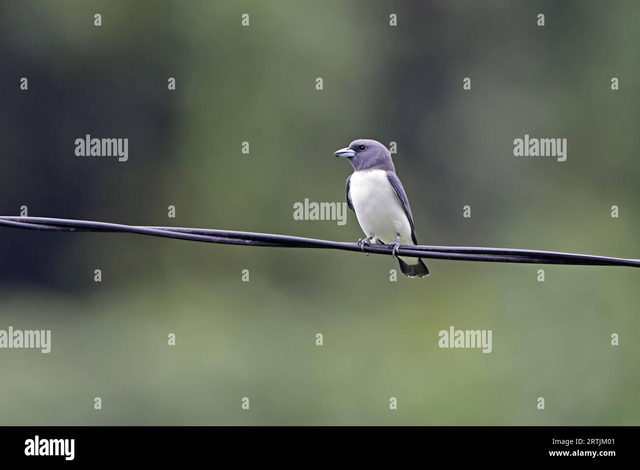 White Breasted Woodswallow su un filo in West Papua Indonesia Foto Stock
