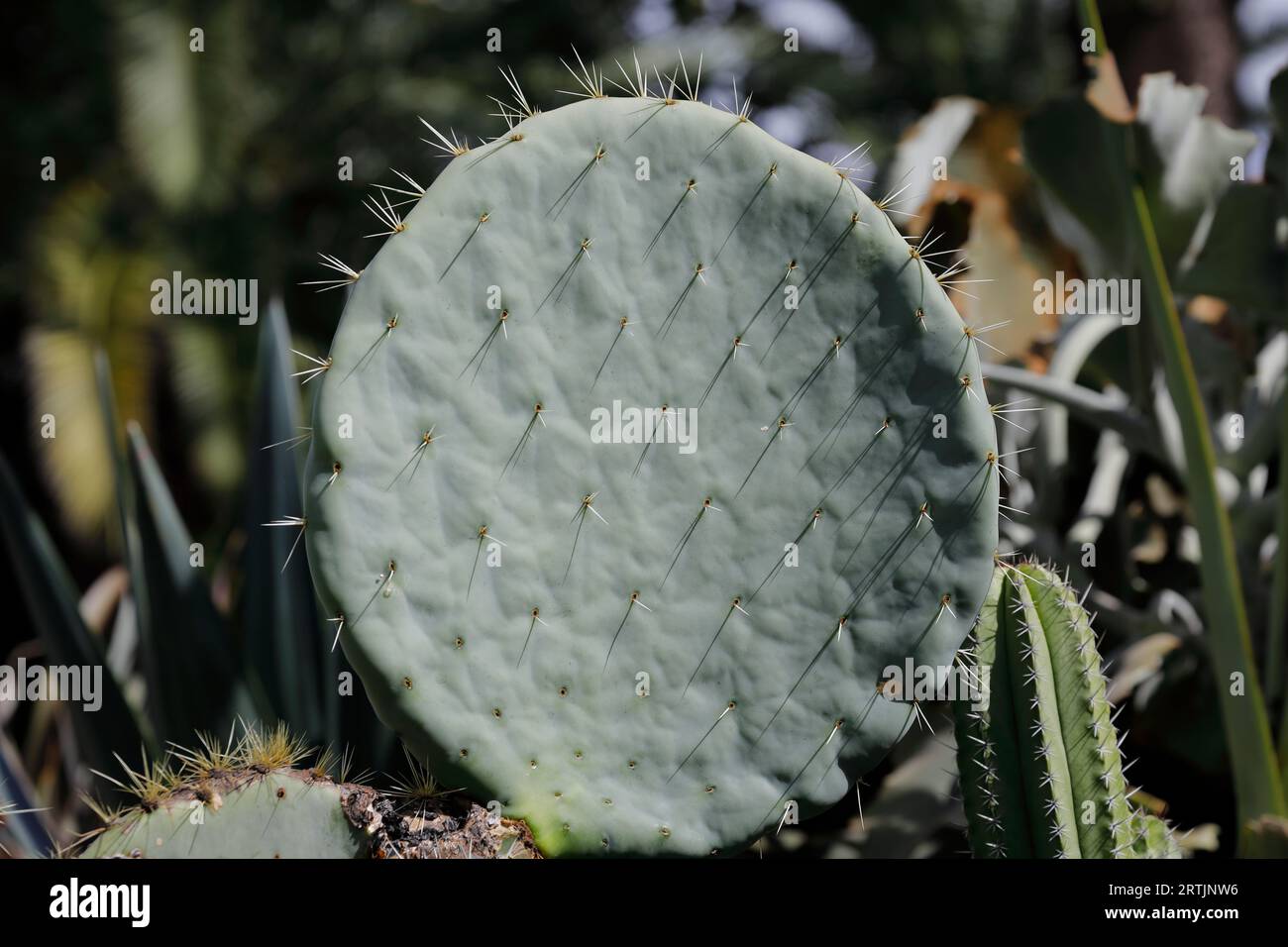 Un cactus rotondo in un parco a Funchal, Madeira Foto Stock