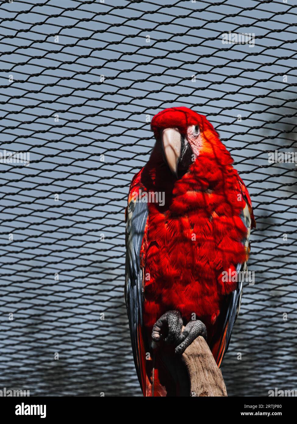 Pappagallo rosso arroccato in una voliera, un colorato ritratto esotico di uccelli con vivido piumaggio e carattere della fauna selvatica tropicale Foto Stock