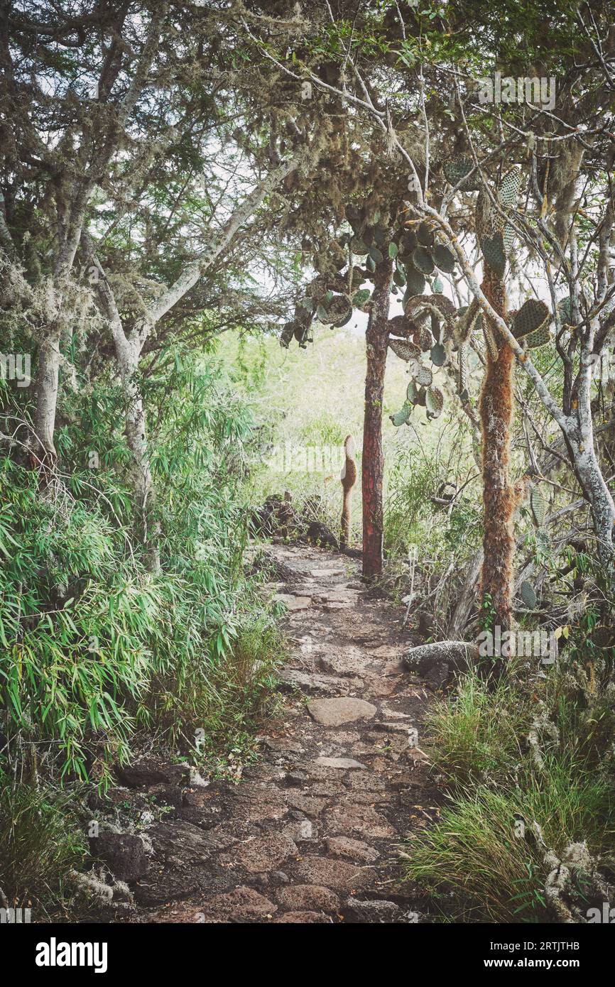 Sentiero con gigantesche opuntias sull'isola di Santa Cruz, con applicazione di tonificazione dei colori, Parco Nazionale delle Galapagos, Ecuador. Foto Stock