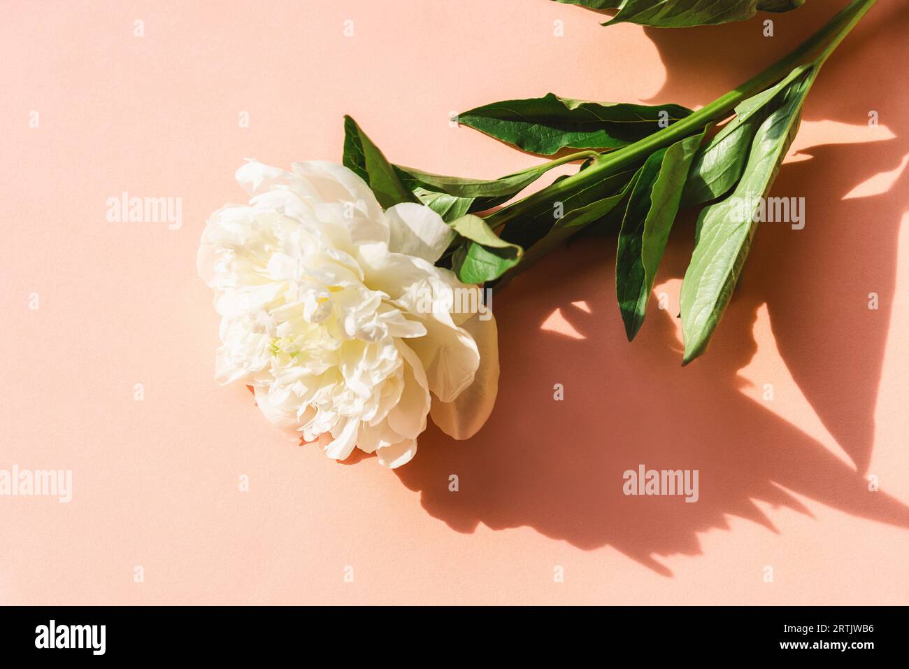 Peonia bianca su sfondo rosa con ombre dure. Foto Stock