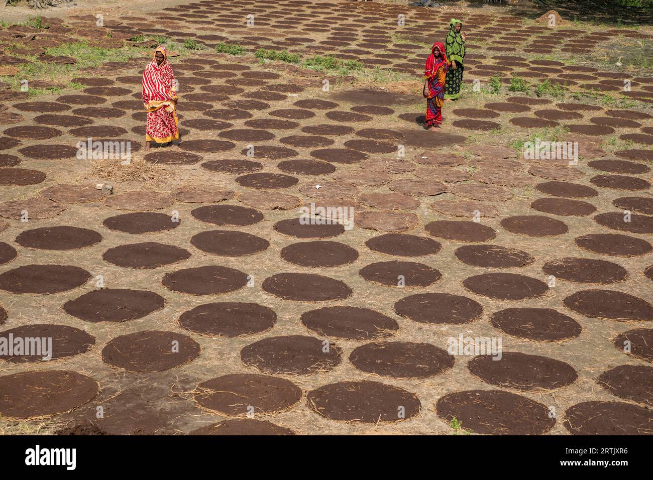 Le donne rurali che asciugano lo sterco di mucca da utilizzare come combustibile per la cottura. Austogram, Kishorganj, Bangladesh. Foto Stock