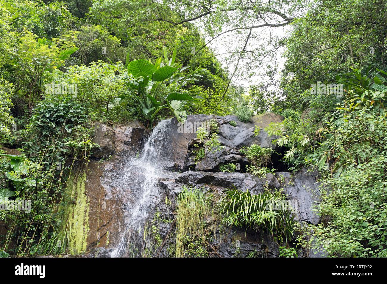 Cascata che scende giù da rocce e fogliame che copre una collina sul Victoria Peak a Hong Kong Foto Stock