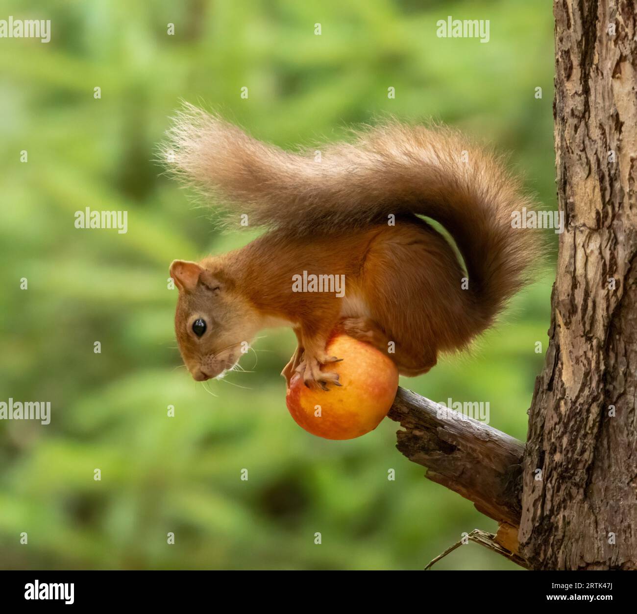 Grazioso scoiattolo rosso scozzese che si equilibra e mangia una succosa mela rossa di un ramo di un albero nel bosco con sfondo verde naturale Foto Stock