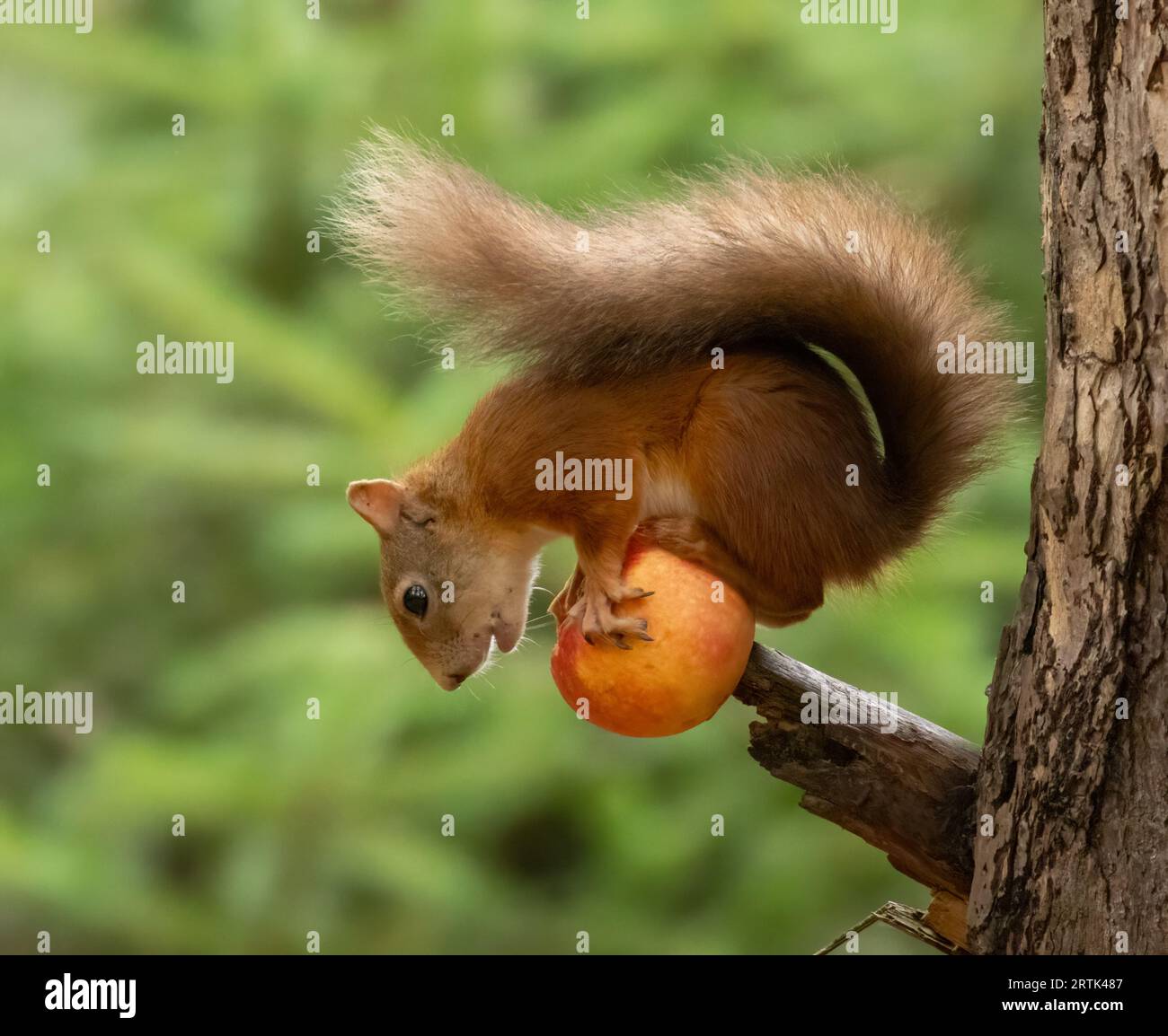 Grazioso scoiattolo rosso scozzese che si equilibra e mangia una succosa mela rossa di un ramo di un albero nel bosco con sfondo verde naturale Foto Stock