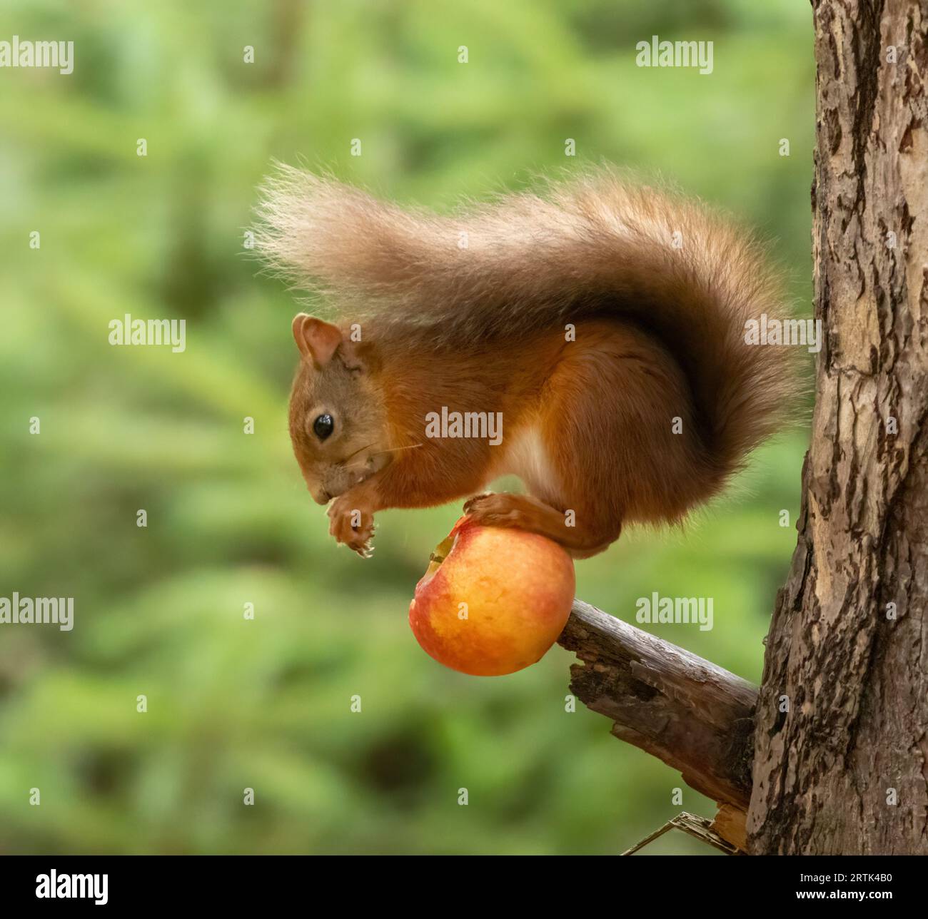Grazioso scoiattolo rosso scozzese che si equilibra e mangia una succosa mela rossa di un ramo di un albero nel bosco con sfondo verde naturale Foto Stock