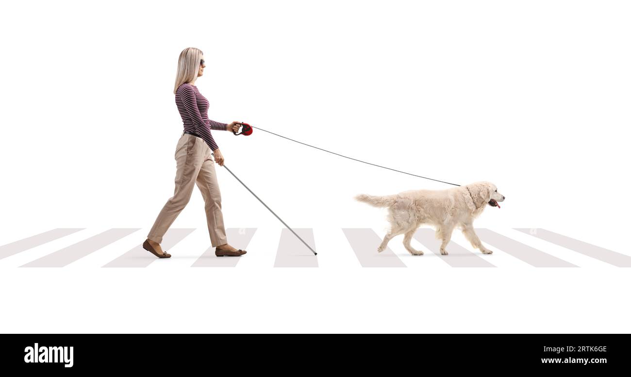 Foto a lunghezza intera di una giovane donna cieca con un cane su un piombo che attraversa una strada isolata su sfondo bianco Foto Stock