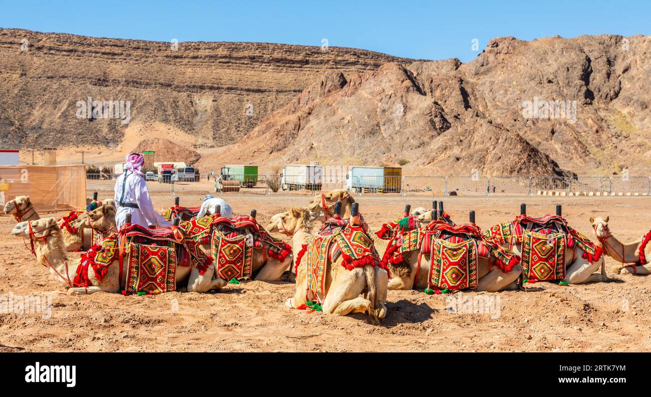 Nomade con stormo di cammelli imbrigliati nel deserto e strada moderna con camion sullo sfondo, al Ula, Arabia Saudita Foto Stock