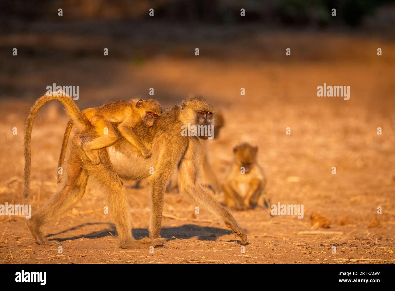 Baby madre con un bambino seduto sulla schiena. Camminando da Let a destra al sole. (Papio cynocephalus ursinus) Parco Nazionale dello Zambesi inferiore, Zambia Foto Stock