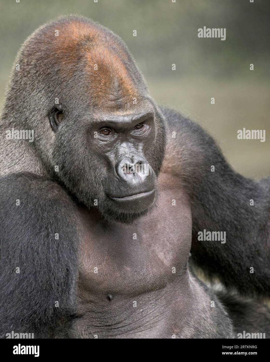 Gorilla Silverback western Lowland adulto maschio nella giungla Foto Stock