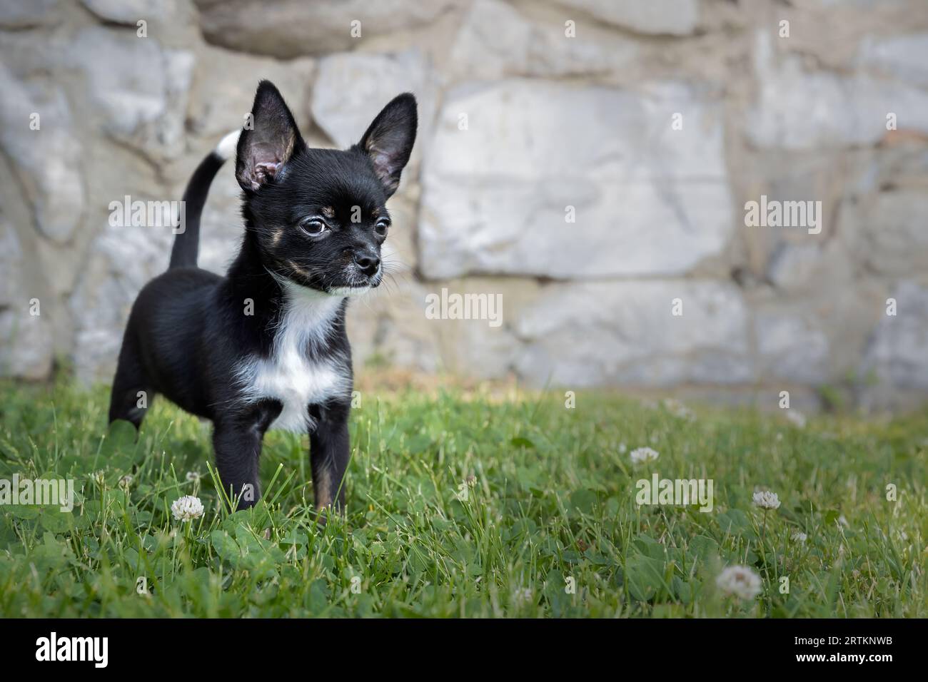 cucciolo di chihuahua in giardino su uno sfondo di muro di pietra Foto Stock