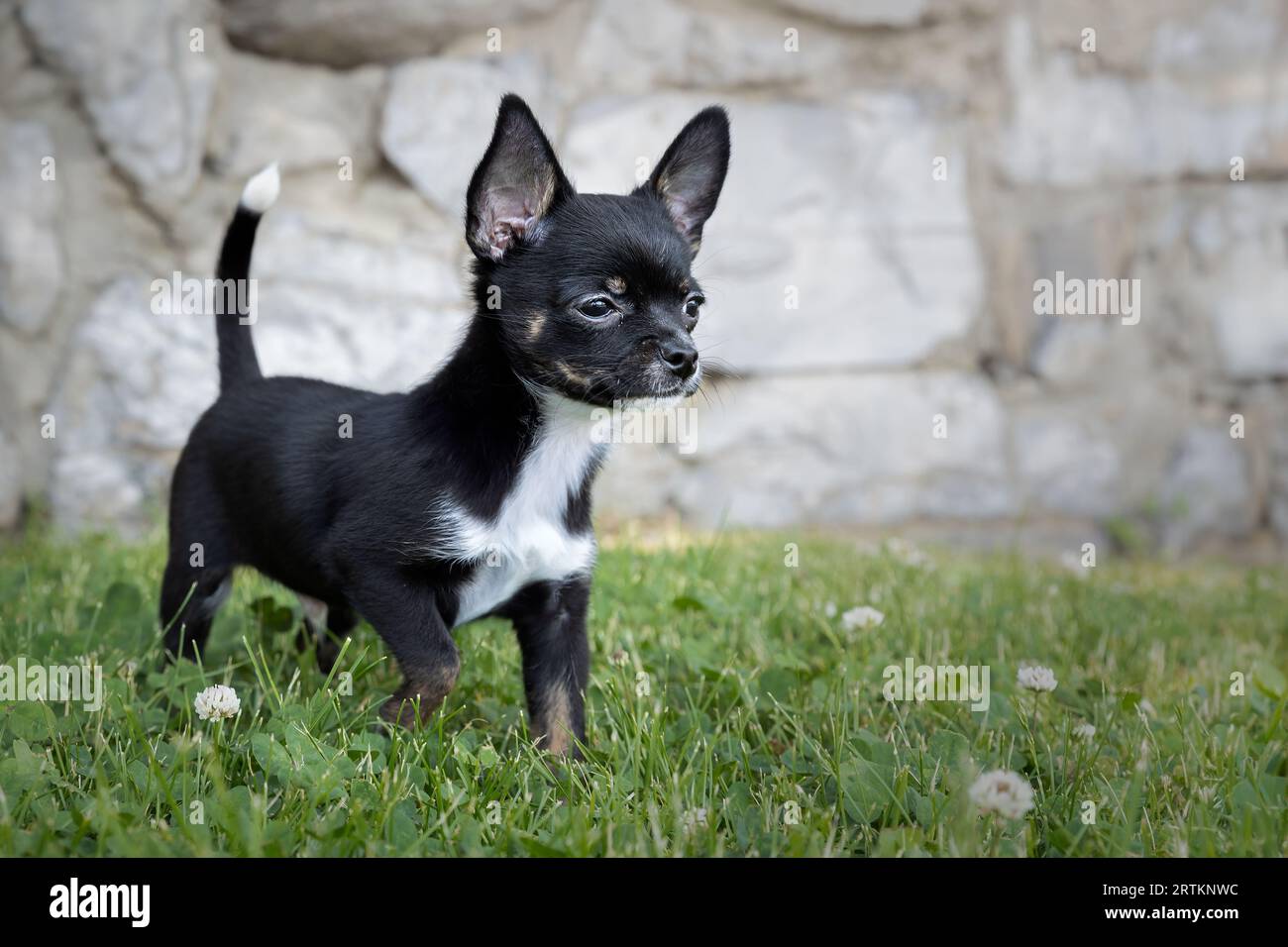 Il divertente cucciolo Chihuahua posa su un prato verde d'estate Foto Stock