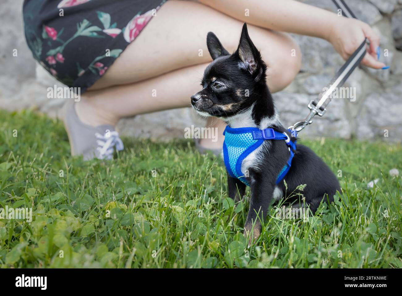 Cucciolo di Chihuahua in un'imbracatura blu sull'erba verde Foto Stock