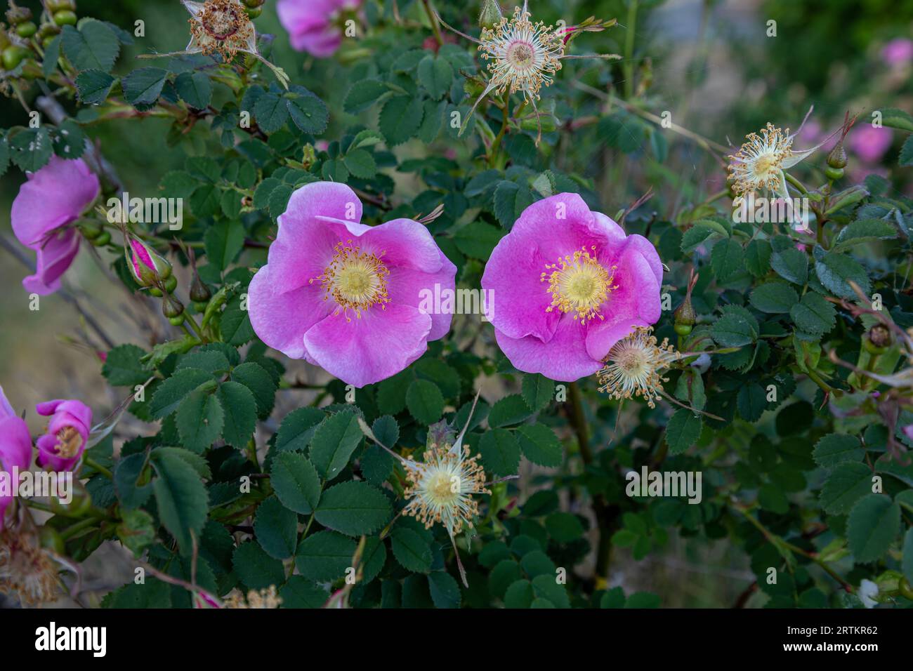 WA23598-00...WASHINGTON - Rose selvatiche che crescono intorno a Cornet Bay nel Deception Pass State Park . Foto Stock