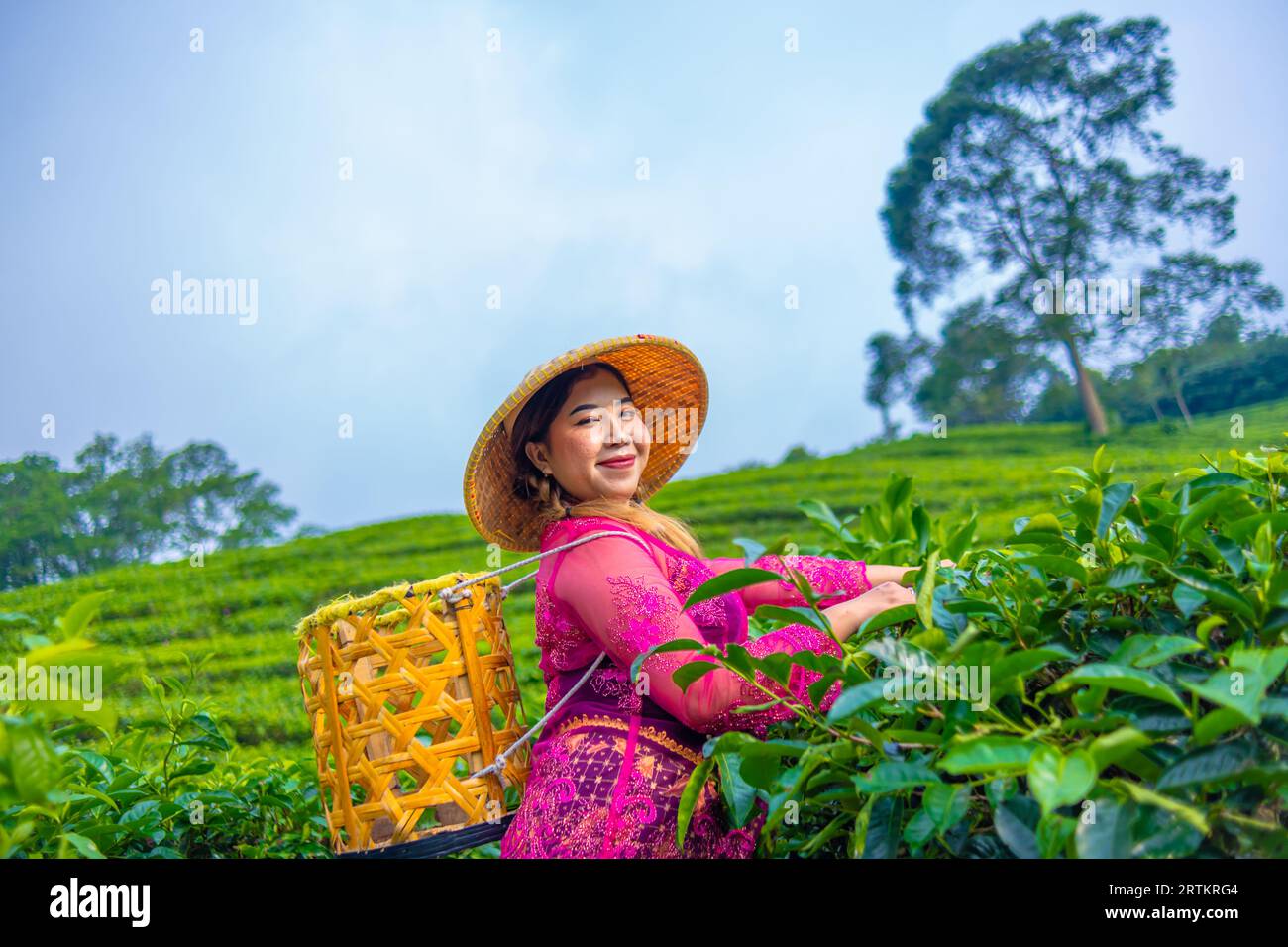 un coltivatore di foglie di tè sta raccogliendo foglie di tè indossando un cesto di bambù e un cappello nel mezzo di una piantagione di tè al mattino Foto Stock