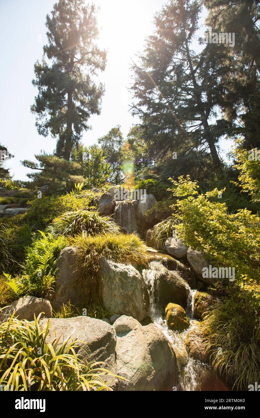 San Marino, California, USA, 11 giugno 2022: La luce del sole del pomeriggio splende sul Chinese Garden - Garden of Flowing Fragrance presso la Huntington Library. Foto Stock