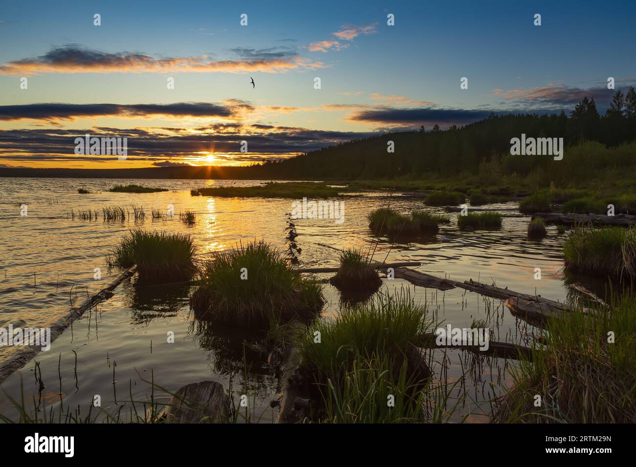 Splendido tramonto estivo su un lago con erba in primo piano e la silhouette di un uccello nel cielo Foto Stock