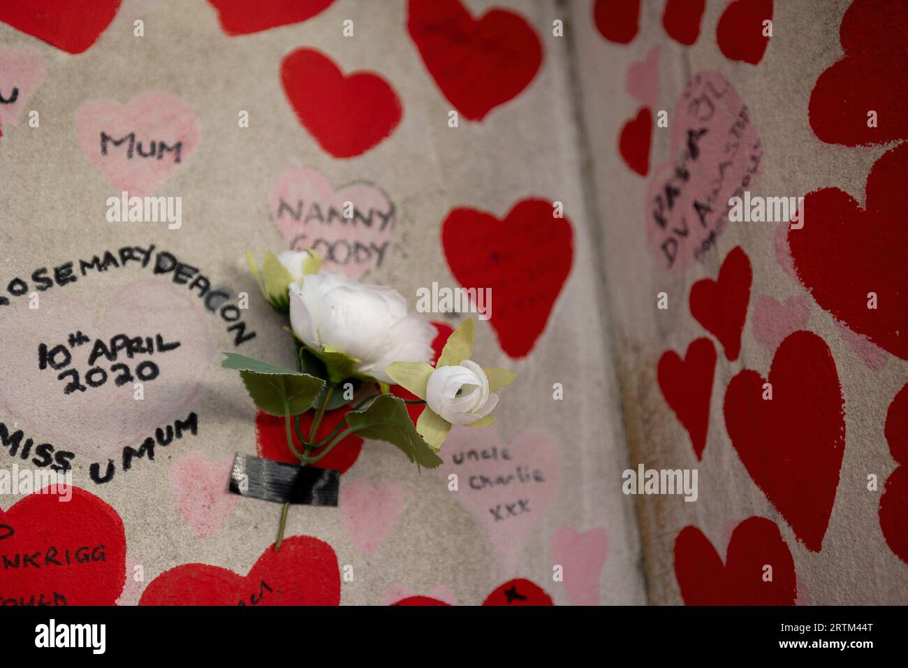 Fiori artificiali sono visti attaccati al muro commemorativo nazionale COVID-19 come tributo alle persone che hanno perso la vita a causa della pandemia di COVID-19. Oltre 150.000 cuori sono stati dipinti fino ad oggi sul muro all'esterno del St Thomas' Hospital di fronte alle Houses of Parliament per commemorare ogni vita persa nel Regno Unito a causa della pandemia di COVID dal 2019. Un’inchiesta indipendente del Regno Unito è in corso per esaminare la preparazione alla pandemia, l’uso di blocchi e altri interventi non farmaceutici, la gestione delle pandemie negli ospedali e nelle case di cura, l’approvvigionamento di attrezzature e il sostegno finanziario reso da ava Foto Stock