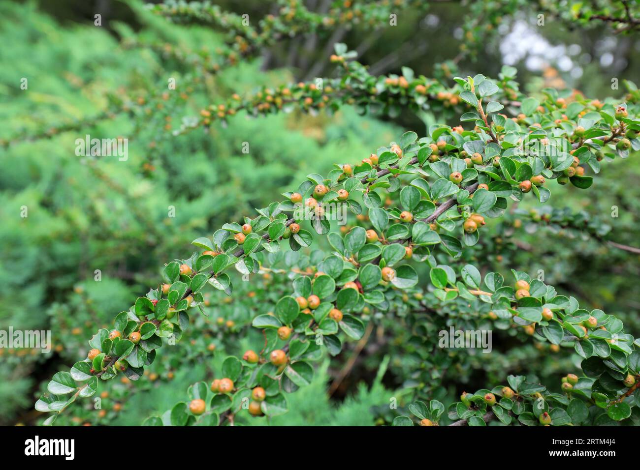 Piante in crescita vigorose nel Giardino Botanico di Pechino Foto Stock