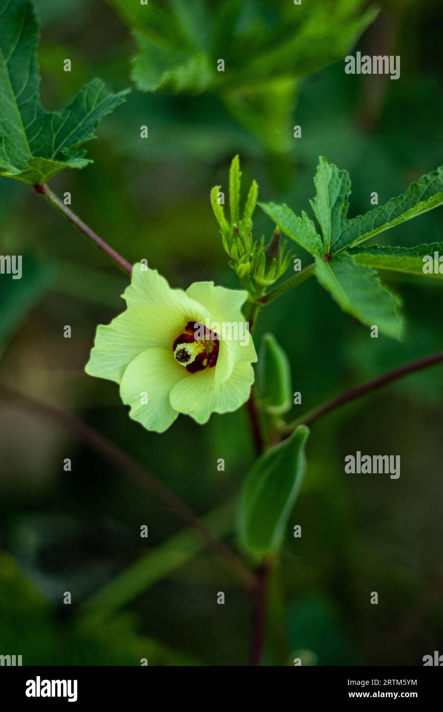 L'okra Abelmoschus esculentus Flower, conosciuto in alcuni paesi di lingua inglese come Lady's Fingers, è una pianta fiorita della famiglia del mallow. Ladyfingers Foto Stock