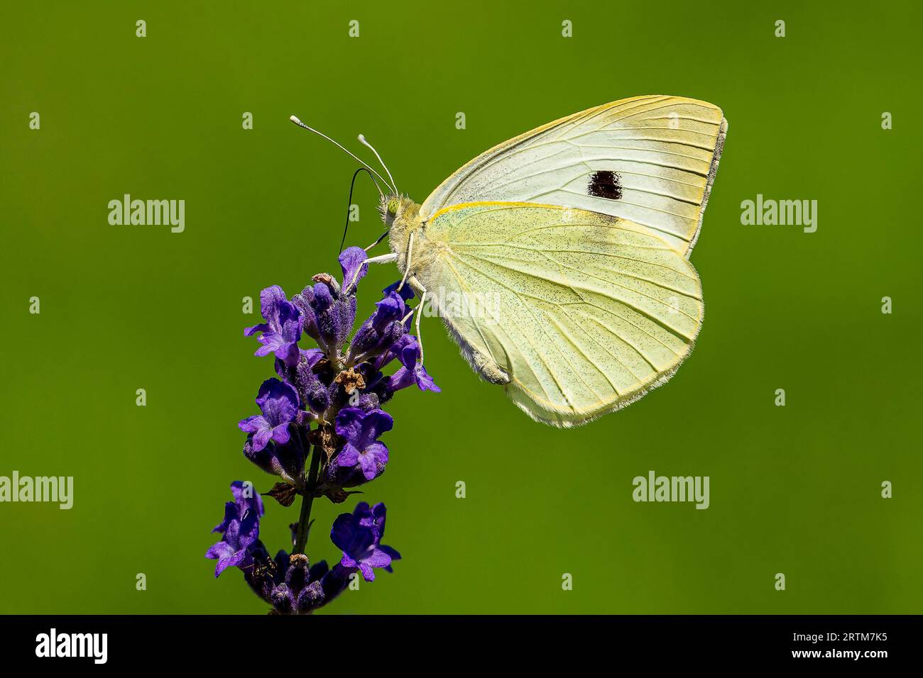 Farfalla su fiori di lavanda Foto Stock