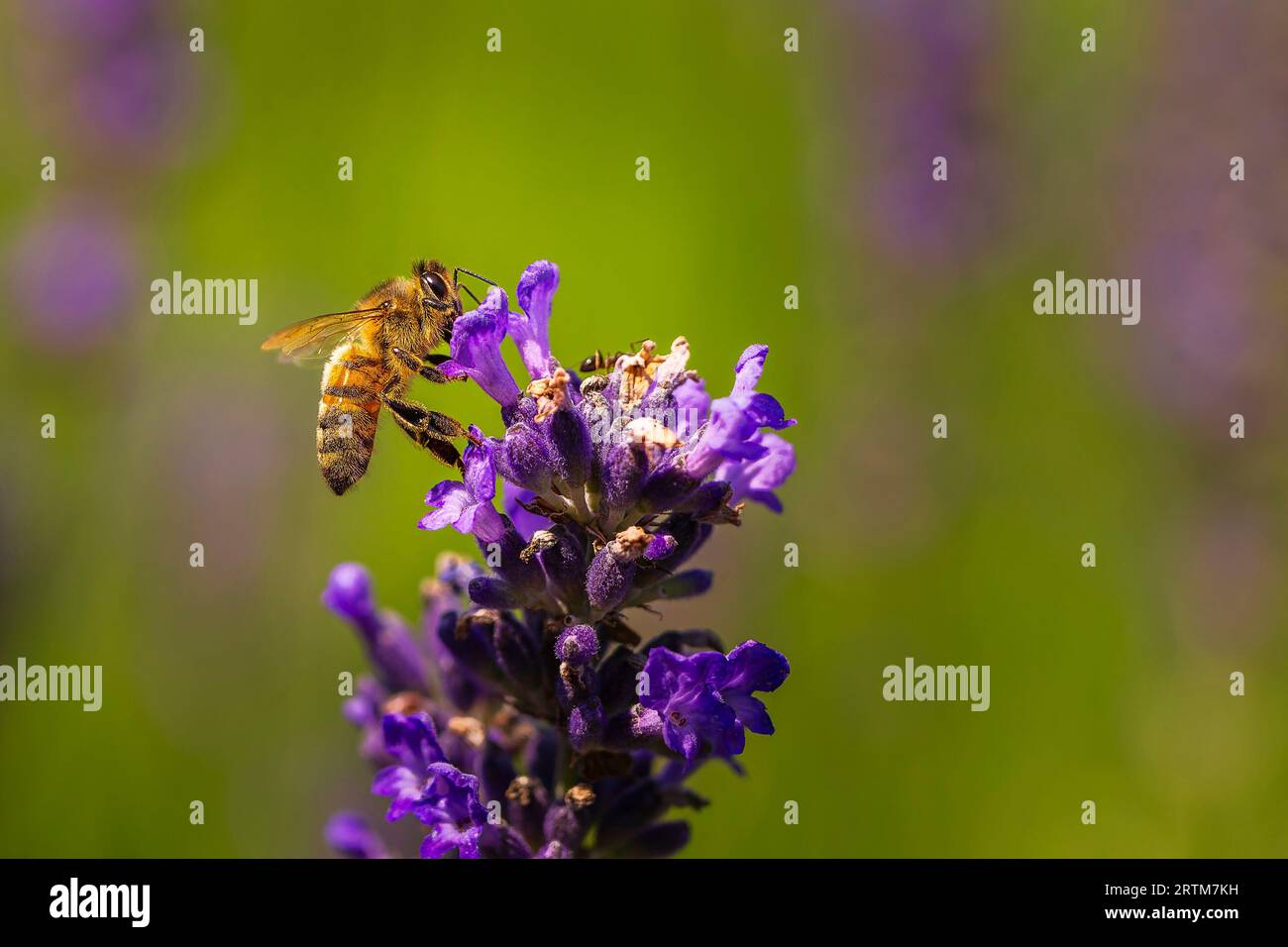Ape su fiori di lavanda Foto Stock