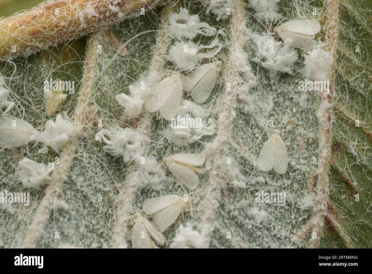 macchie di piccoli trialeurodes vaporariorum su foglia Foto Stock