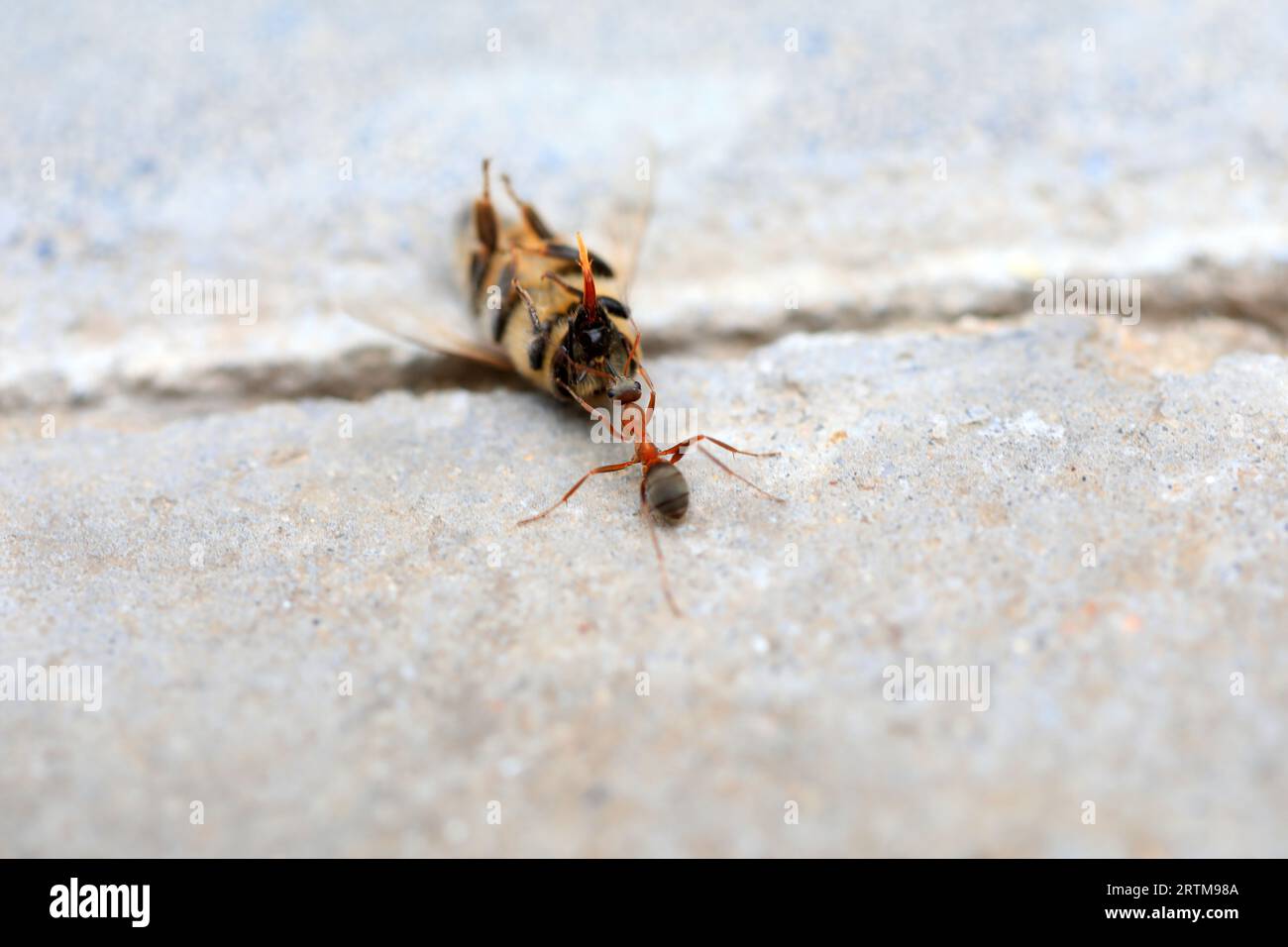 Le formiche portano le api morte a terra Foto Stock