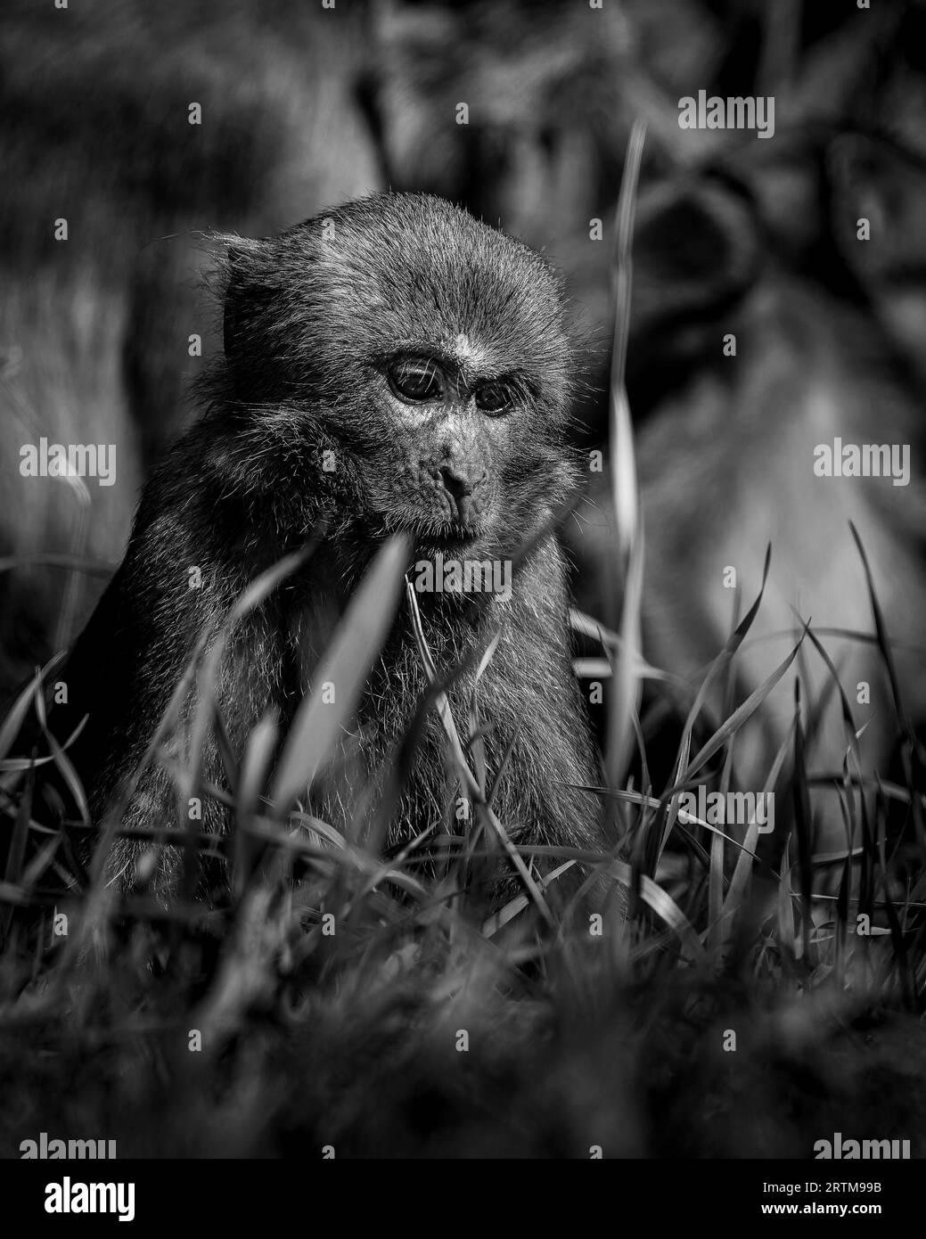Ritratto di una scimmia macaca rock Foto Stock