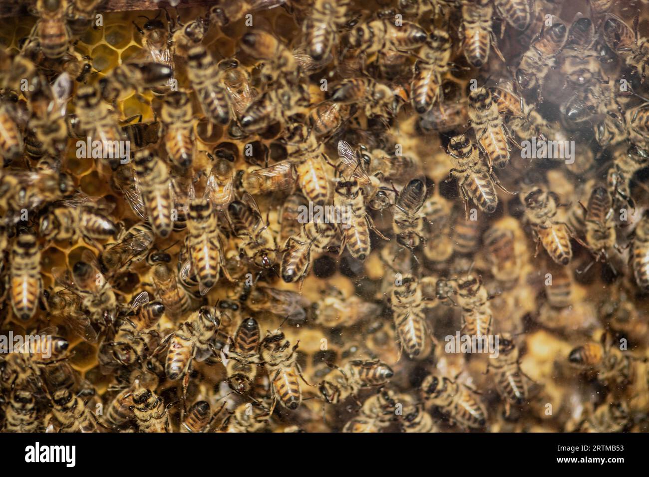 Sciame di api in un alveare per la produzione di miele, apicoltura, primo piano Foto Stock