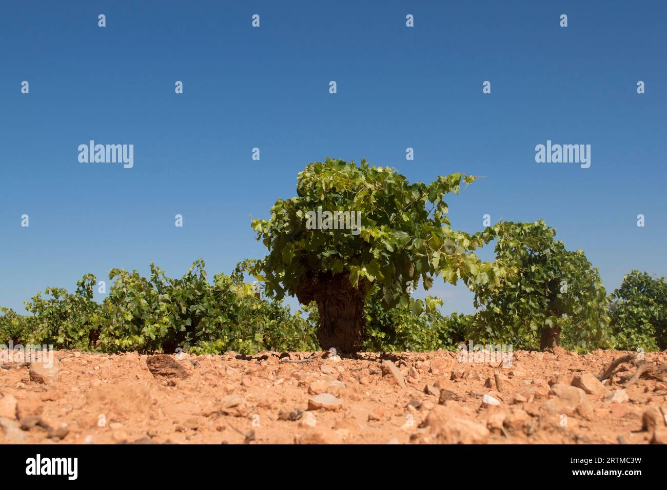 CEPA, parra de uva blanca en viñedo Mediterráneo Foto Stock