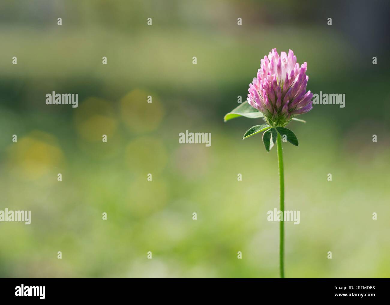Trifoglio o Trifolium pratense inflorescenza. Fioritura di trifoglio di prato viola con alternanza, tre foglie di foglietto. Trifoglio selvatico Foto Stock