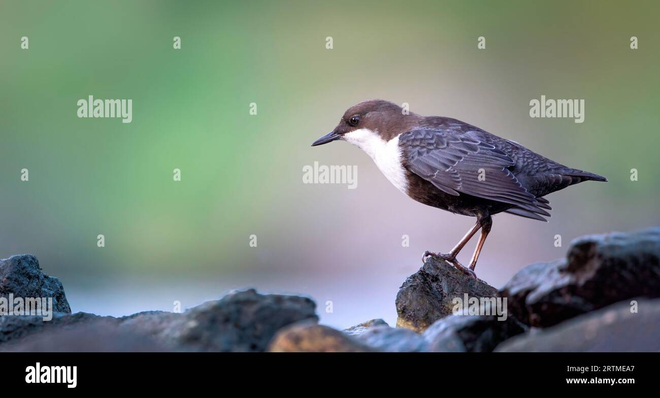 Il dipper bianco colato Cincluss comprende seduto su una caccia per il cibo in acqua nel fiume, la foto migliore. Foto Stock
