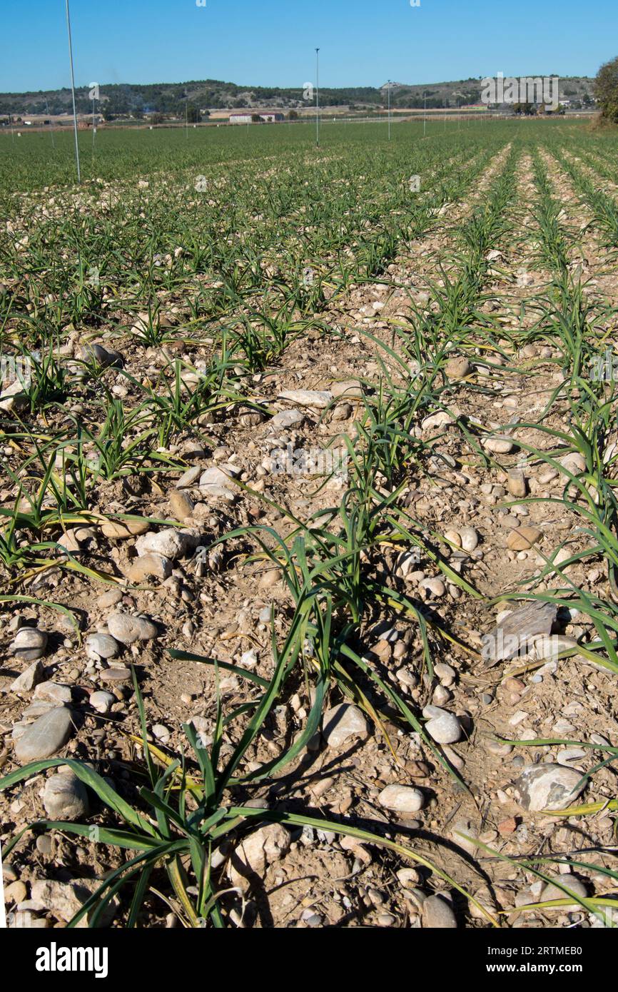 Tierra del cultivo de cebollas Foto Stock