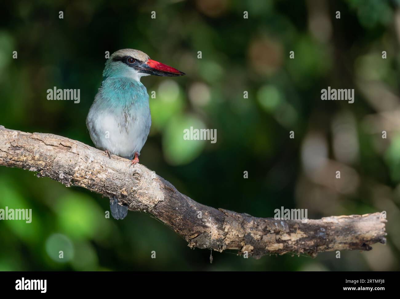 Kingfisher dal petto blu - Kotu Creek, Gambia Foto Stock