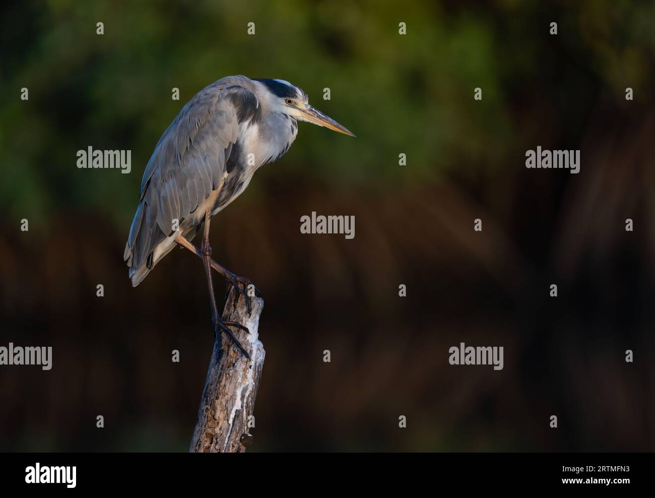 Grey Heron - Kotu Creek, Gambia Foto Stock