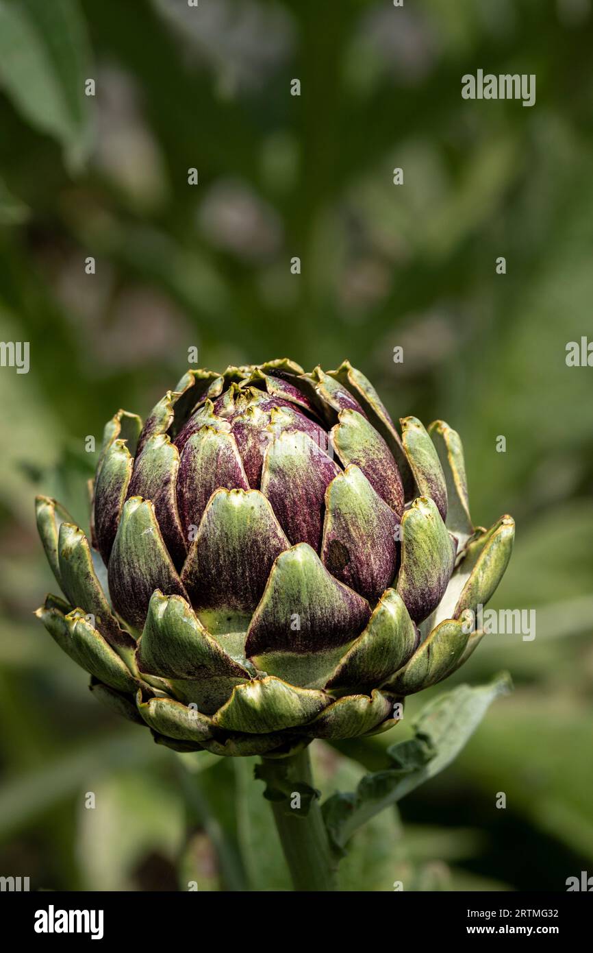 Un primo piano della testa di fiore di una pianta di Cardoon Cynara cardunculus che cresce in un giardino. Foto Stock