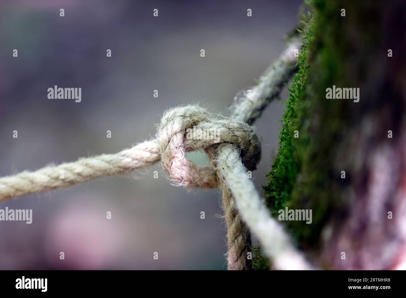 Corda intorno al tronco dell'albero, corda con nodo intorno all'albero. Foto Stock