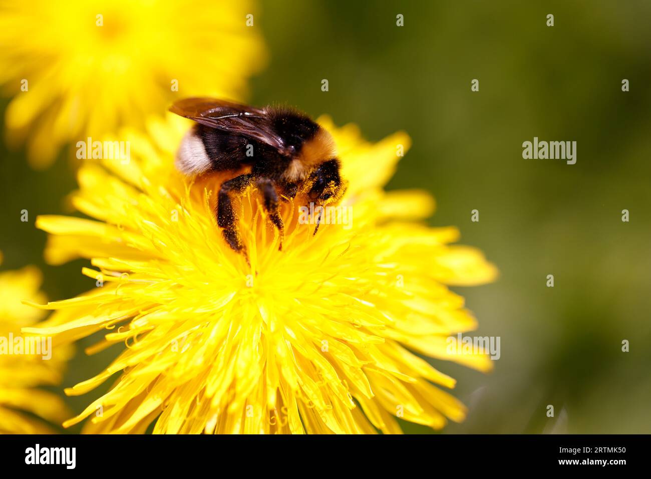 Foto ravvicinata di un'impollinazione con mosca e fiore giallo, immagine macro con insetti. Les Contamines. Francia. Foto Stock