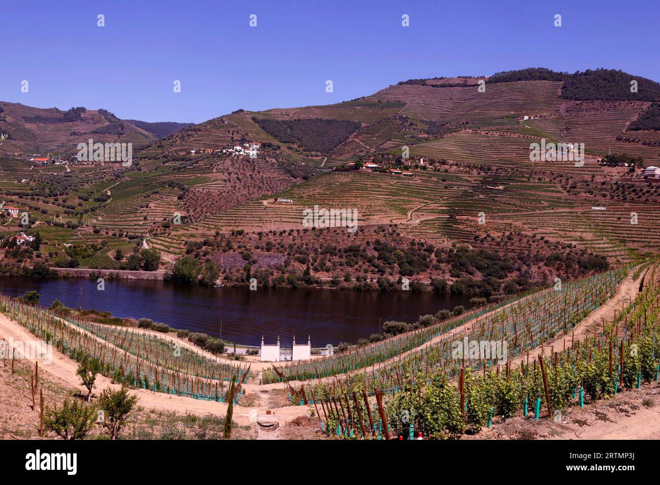 Valle del Douro, vigneto terrazzato affacciato sul fiume Douro. Portogallo. Foto Stock